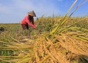 Ketahanan Pangan Kaltim Dinilai Kuat, Namun Produksi Beras Masih Belum Mandiri