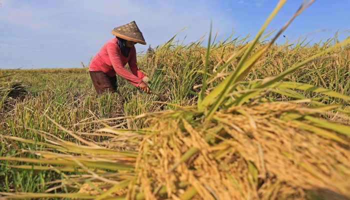 Ketahanan Pangan Kaltim Dinilai Kuat, Namun Produksi Beras Masih Belum Mandiri