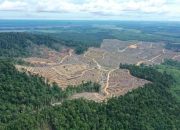 Rimbun dari Luar, Rusak di Dalam: Potret Krisis Hutan Kalimantan