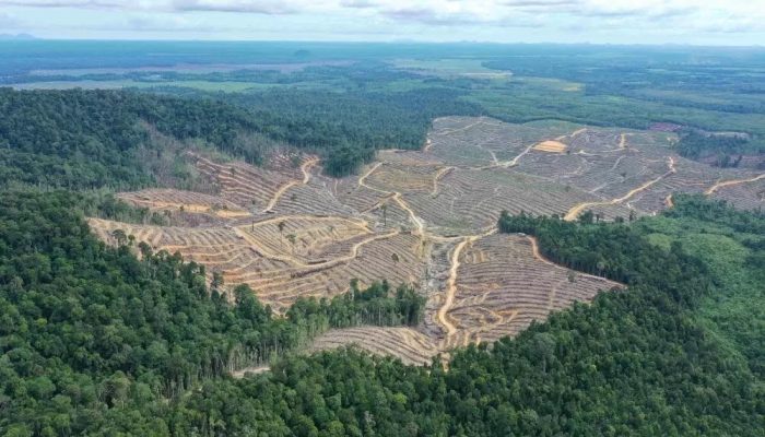 Rimbun dari Luar, Rusak di Dalam: Potret Krisis Hutan Kalimantan
